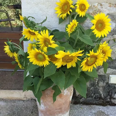 Maison Bons * Calvignac